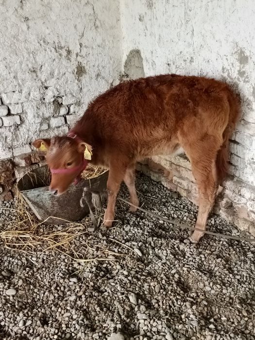 Ona bola sigir sotiladi