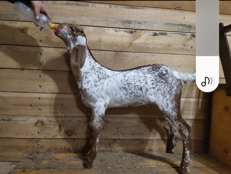 Козел чисто породный