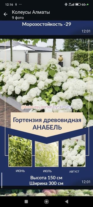 Гортензия метельчатая