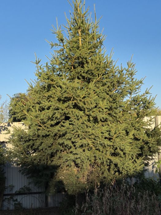 Ёлка домашние в огороде