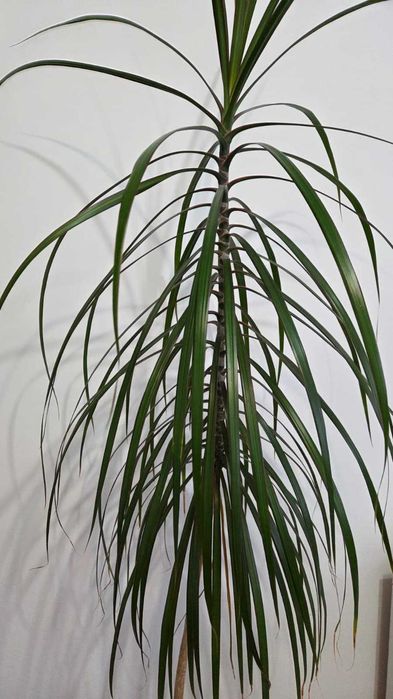 Dracaena marginata (arborele dragon) – plantă decorativă de interior