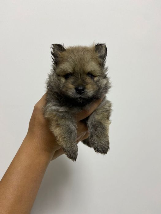 Кобель для вязки немецкий шпиц