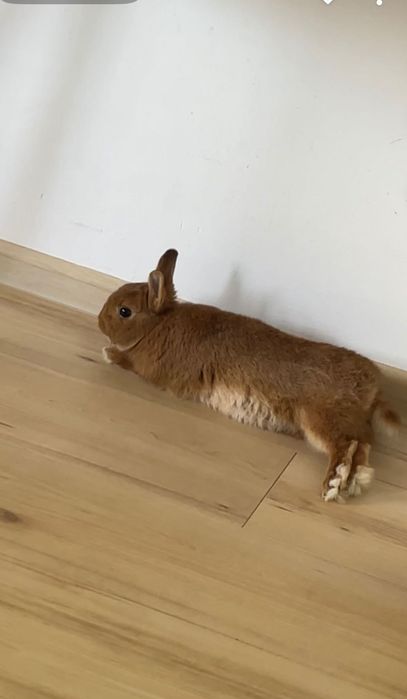 Подарявам мини заек