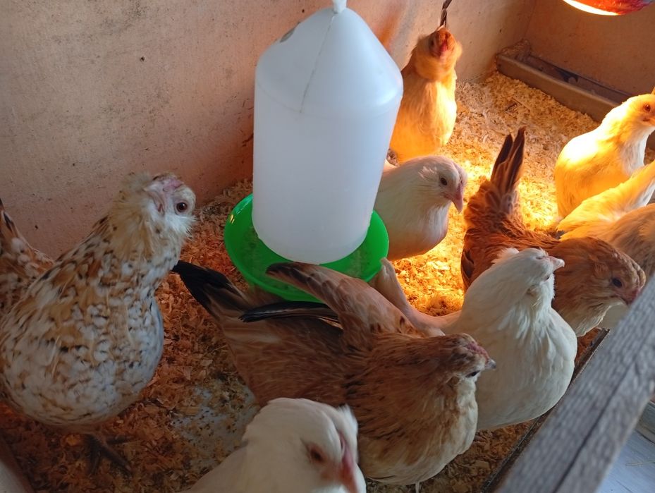 Gainute pitice bărboase de Anvers