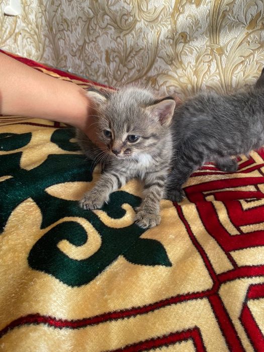 Кошка.         .