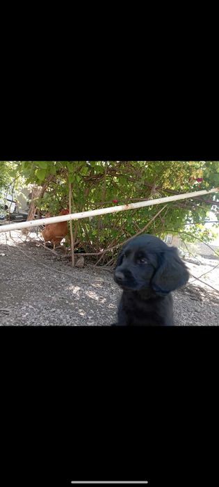 Продаю собака ...