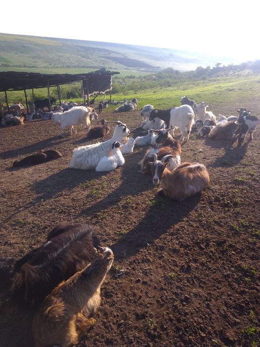 de vanzare capre 50 bucăți /700 bucata