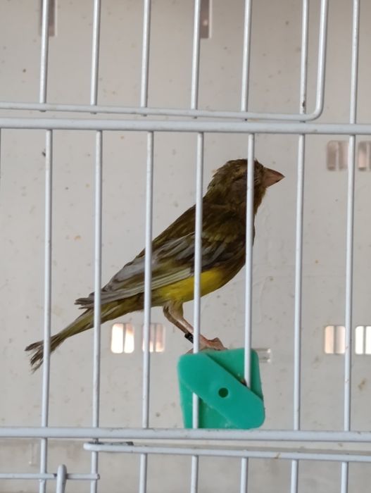 Canari rasa spaniola