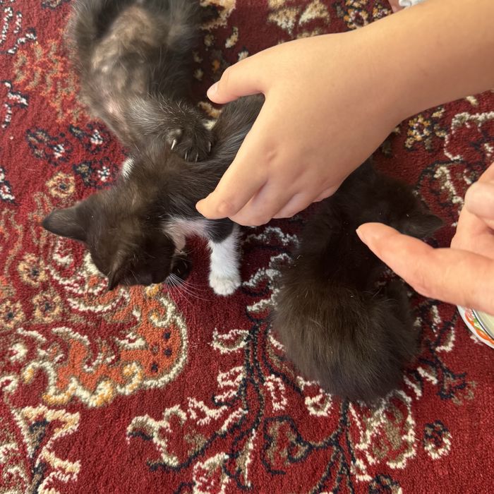 Отдадим котят в хорошие руки