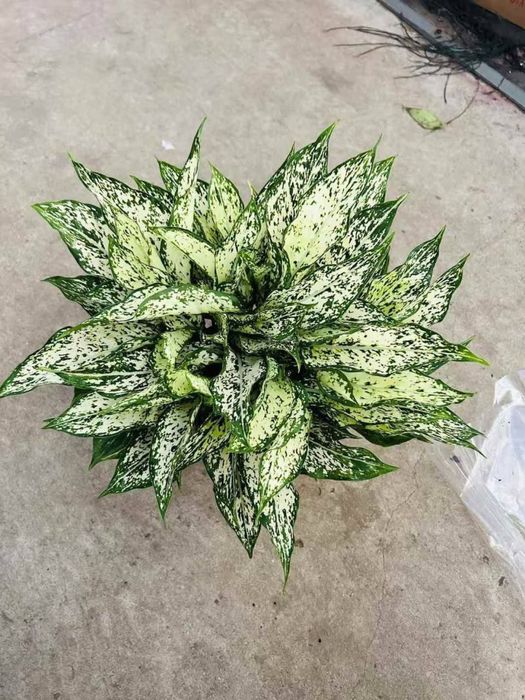 Комнатные цветы для Вашего уюта!!! Хона гуллари!!!