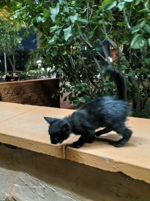 Маленький котенок