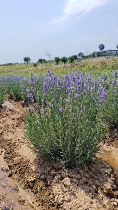 Fransuzkiy lavanda 30000so'm