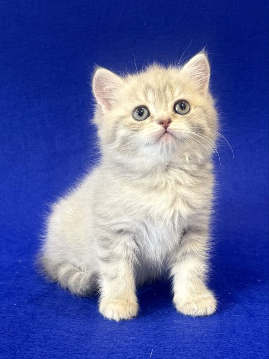 Британский Золотой мальчик