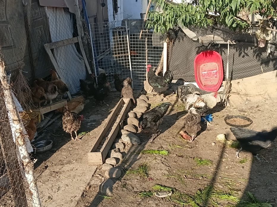 Продам Куры и петухи