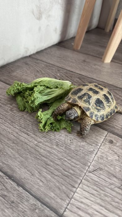 черепаха сухопутная продам