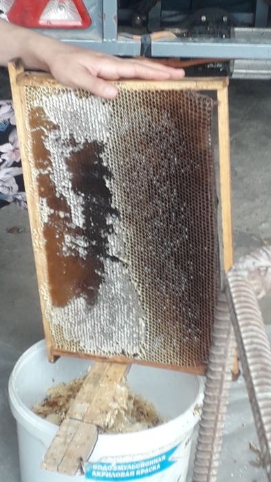 Buxoro vil. Kogon t.da Asalori oilasi sotiladi 1 ta ramkasi 150 000 co