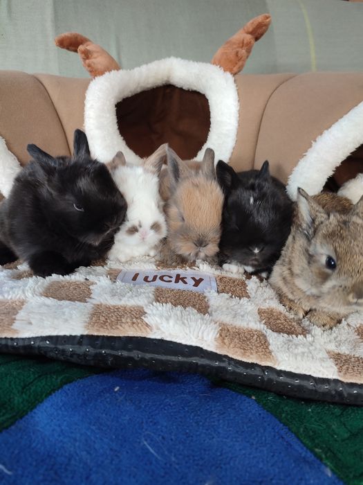 Кролчата декоративные