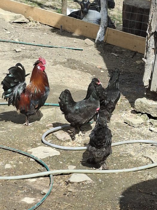 Moțat  Barbos familie 3+1