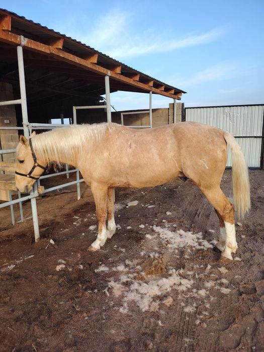 Айғыр жеребец ат лошадь конь