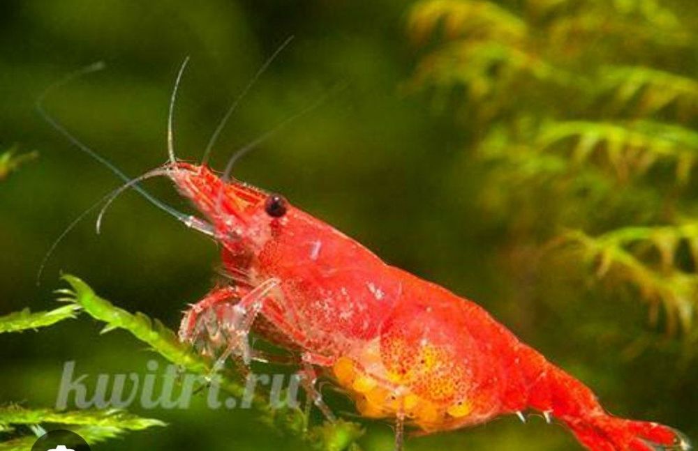 Криветка вишня красный