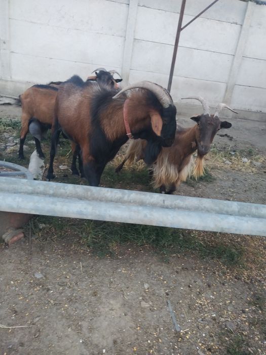 Capre de vânzare