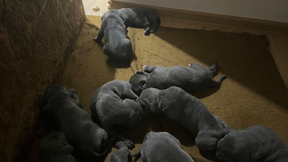 Kane corso бебета