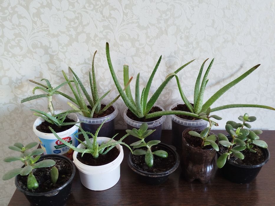 Продам алое, и денежное дерево