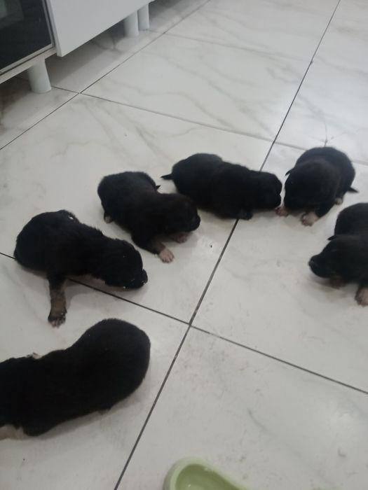 Отдам в хорошие руки