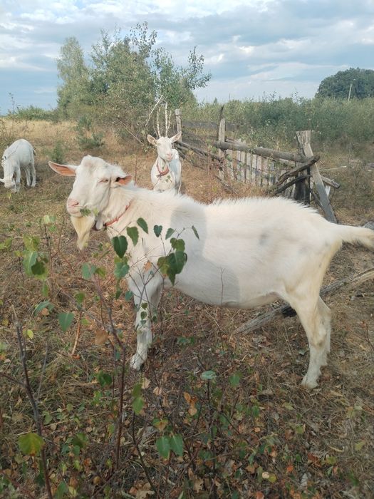 Vând țap rasa Zanen