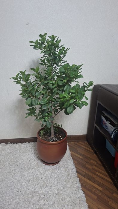 Фикус Макломе большой