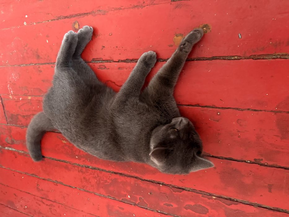 Отдаю кота в добрые руки