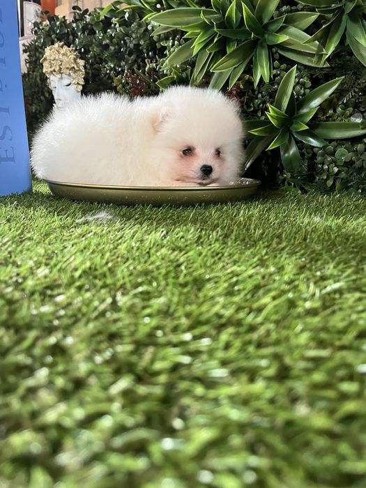 Pomeranian alb mini