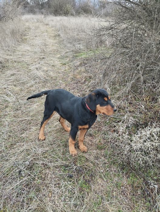 Гончета на 5 месеца