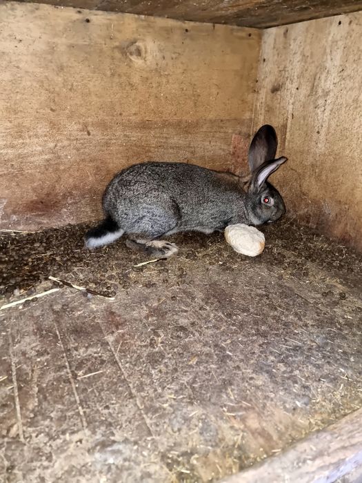 Uriaș german gri fier