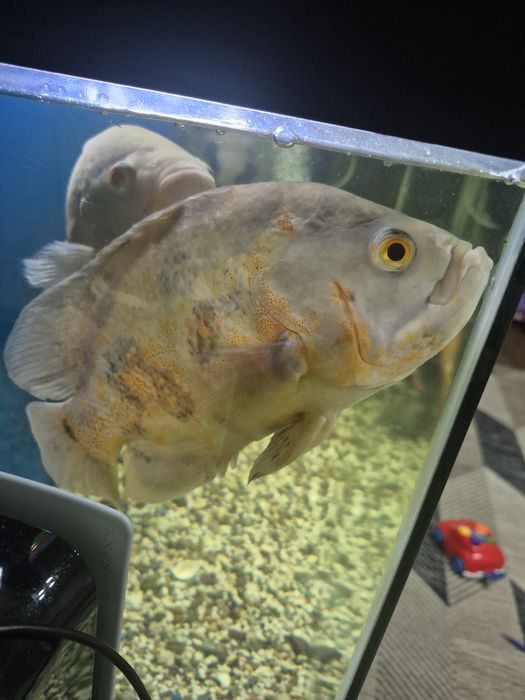 Продам астронотусов и северумов