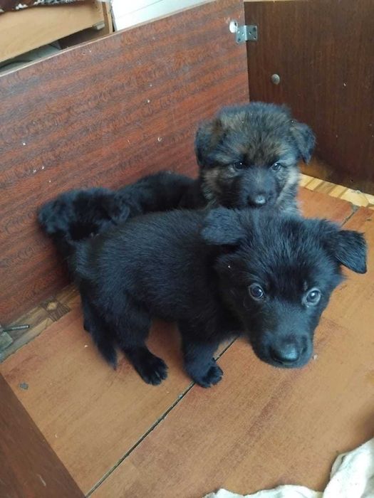Щенки Немецкой Овчарки