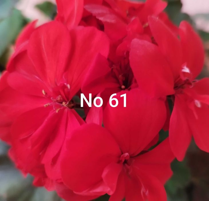 Коледниче, Комплект Мушкато, Кливия, Традесканция, Алиум, Спатифилум