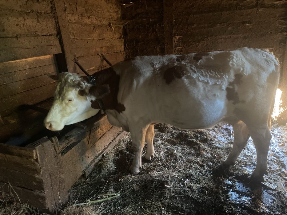 Vacă de vânzare