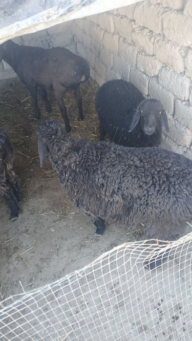 Qoy 7 oylig birinchi tugush