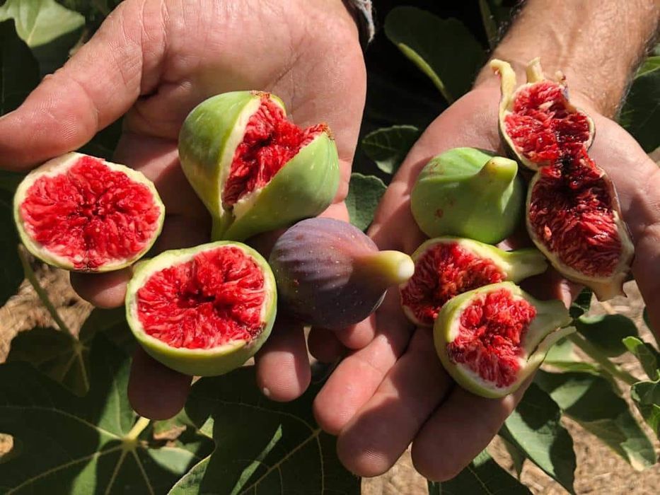 Pomi fructiferi  exotici smochin