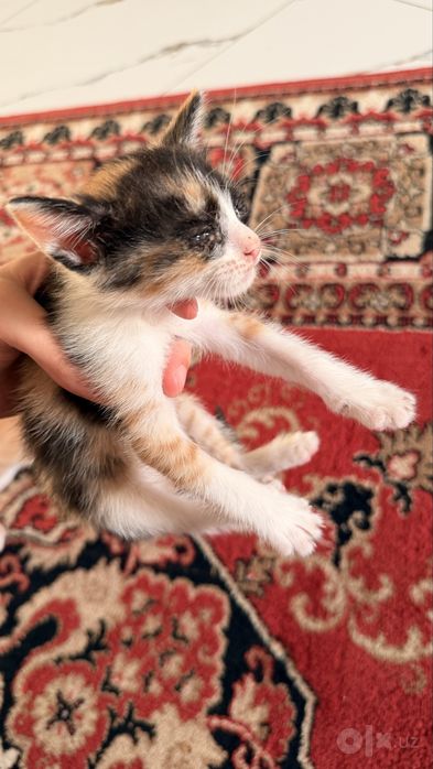 Отдам даром котят!