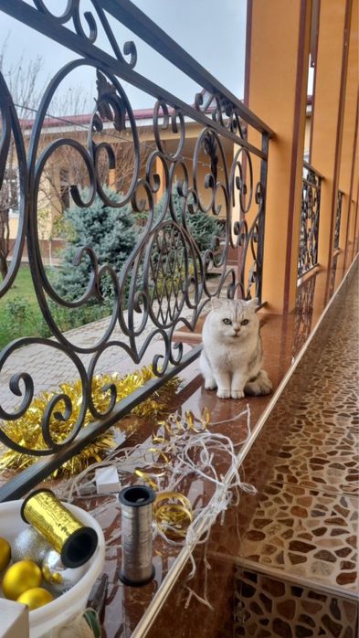 Чистая порода Британский шиншилла вязка