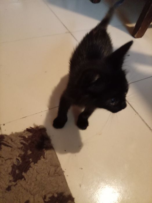 Черно коте търси дом Пловдив