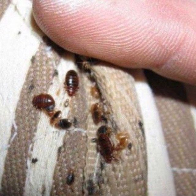 10% СКИДКА Дезенфекция дизенфекция дезинфекция дизинфекция dizinfeksiy