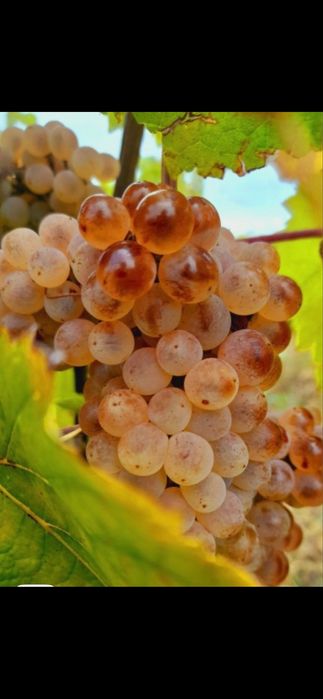 Struguri de vin productie 2026