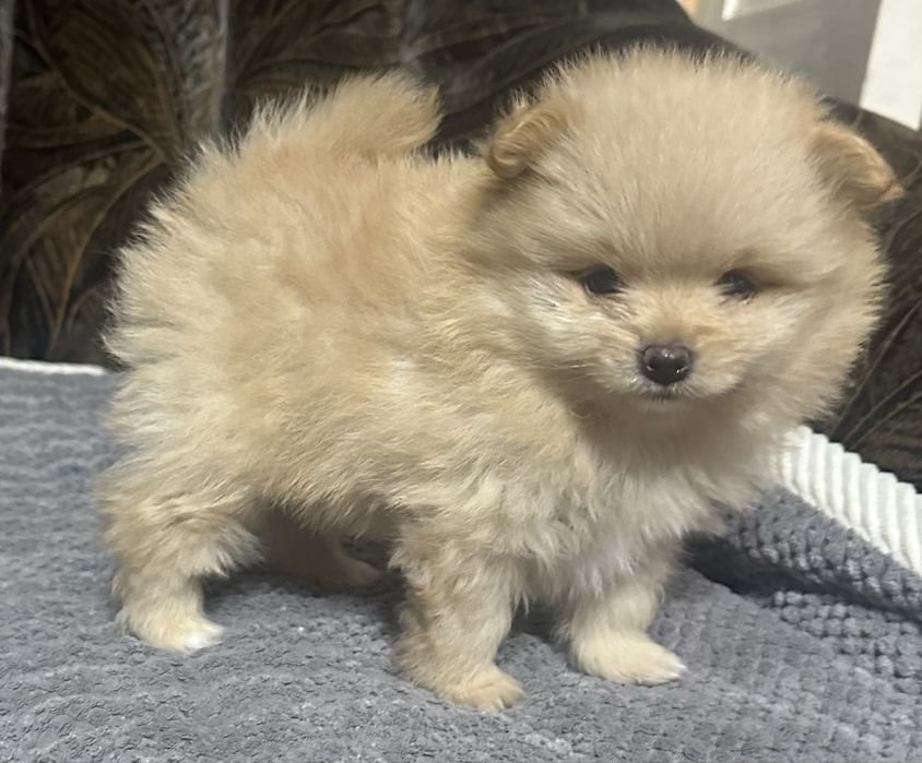 Продам щенков породы немецкий шпиц