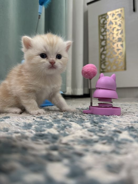 Шотланский котенок скотиш страйт