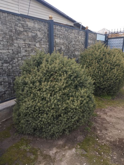 Ёлка,Ель, Туя, изгородь