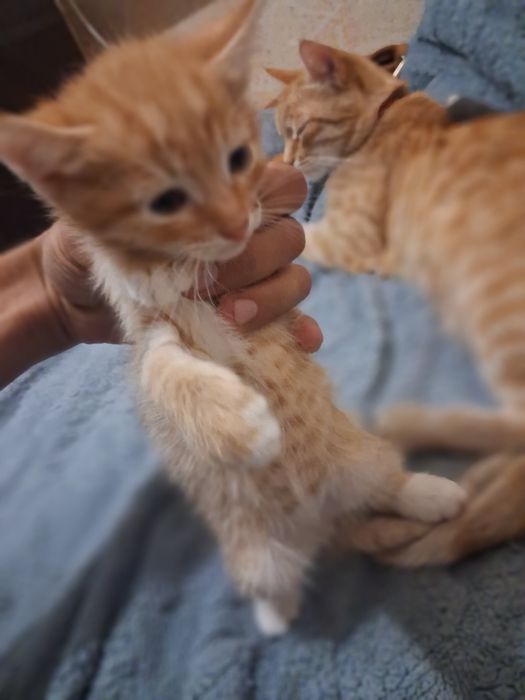 Отдам котят в добрые руки