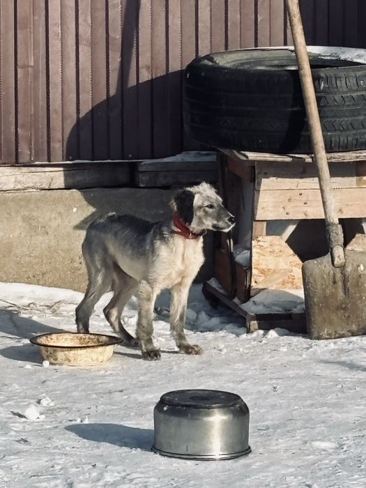 Тазы күшік сатылады